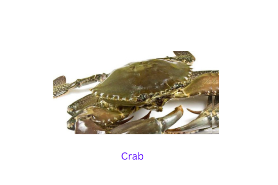 shrimp
