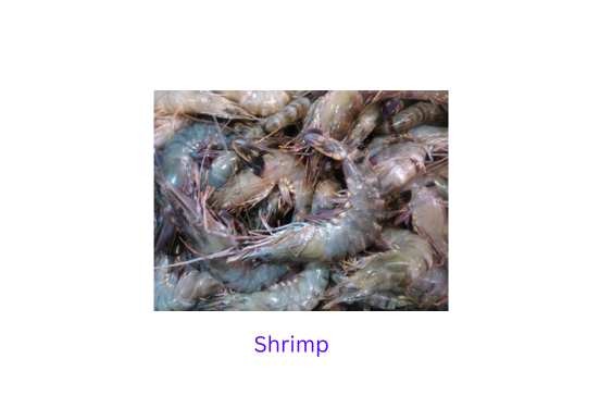 shrimp