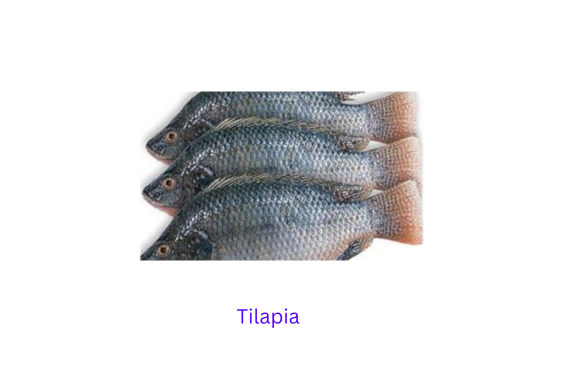 tilapia fish